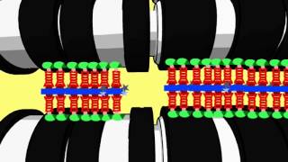 PROPHASE Ib ZYGOTENE amp the SYNAPTONEMAL COMPLEX [upl. by Catto467]