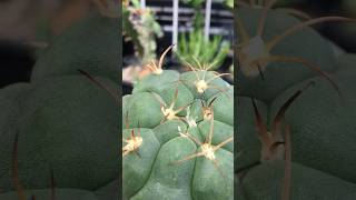 Close look of top side Gymnocalycium Pflanzii cactus cactaceae gymnocalycium [upl. by Craddock]