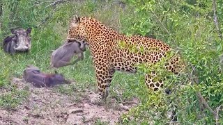 Greedy Leopard Catches an Entire Warthog Family [upl. by Mallin]