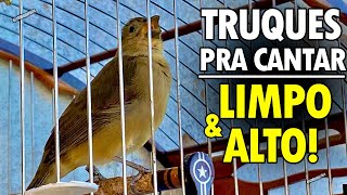 TRUQUES simples de fazer papacapim pardo cantar limpo e alto [upl. by Normac]