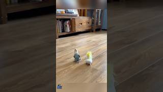 Funny moments of parrots [upl. by Cod]