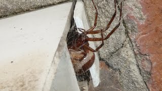 Philip fish 50 feeding wild False widow spiders￼ in the Backyard￼ [upl. by Jaela210]