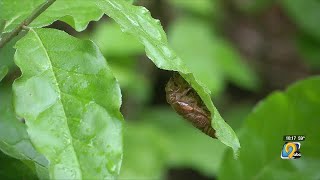 Derecho recovery impacts Cicada emergence [upl. by Azilem721]