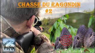 Chasse du ragondin 2  2 Ragondins dune BALLE [upl. by Ahsikal]