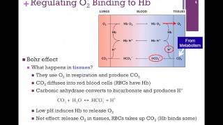 028Bohr Effect amp Regulation of O2 Binding to Hb [upl. by Ripp690]