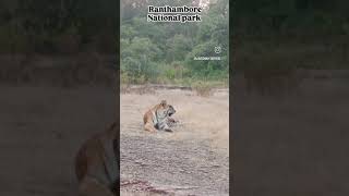 Tiger on trackranthamboretigershortshortswildliferanthamboresafarihighlightswildlife [upl. by Awahsoj833]