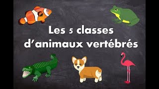 Les 5 classes danimaux vertébrés [upl. by Dinnage916]