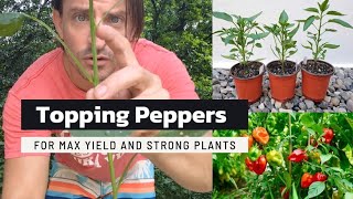 Need To Top Your Hot Pepper Plants  Make Bushy Plants and Maximize Yield [upl. by Acinomahs]