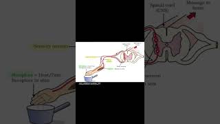 Reflex arc 💯 biology education science shorts viralshorts trendingshorts youtubeshorts [upl. by Kunz583]