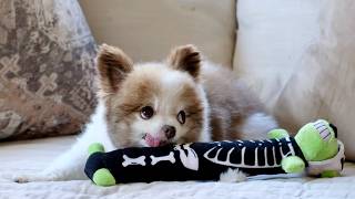 Cute Pomeranian Dogs Bothered by Spooky Halloween Stuffed Animal 😂👻🎃 [upl. by Alden232]