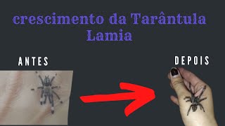 DESENVOLVIMENTO DA TARÂNTULA [upl. by Lindly]