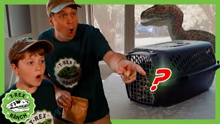 Missing Mystery Pet with Wildlife Animal Adventure Park Zoo 🦖 TRex Ranch Dinosaur Videos [upl. by Hildick]