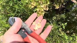 AZ Plant Reviews  Hop Bush Dodonea viscosa [upl. by Gladis]