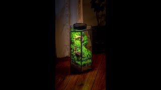 Tutorial make a moss only corner terrarium [upl. by Nahte]