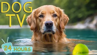 DOG TV Deeply Video Entertain for Dogs to Prevent Boredom  The Best Music to Help Your Dogs Happy [upl. by Bartko94]