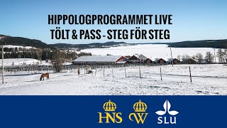 CLINIC med Hippologprogrammet Tölt amp pass – steg för steg [upl. by Eceinehs]