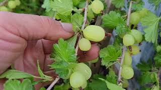 How to Grow Captivator Gooseberries In Your Garden [upl. by Lliw]