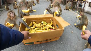 How monkeys eat bananas even in winter  feeding bananas to the monkey [upl. by Bertina541]