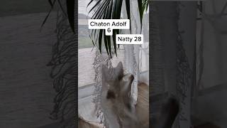 Chaton Adolf 6 [upl. by Naes424]