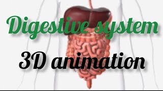 Digestive system3D animation biology physiology anatomy [upl. by Calvina]