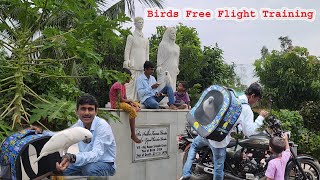 Birds Parrots Free Flight Training  Find Your Lost Bird  Birds Travel Bag [upl. by Tasia]