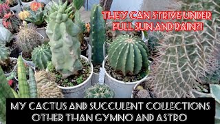 cactus and succulent collections garden tour [upl. by Ploch]