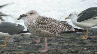 Great Blackbacked Gull Larus marinus Maasvlakte ZH the Netherlands 22 Nov 2024 17 [upl. by Misti]