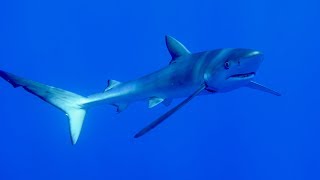 Diving the Azores 2018 [upl. by Wiersma]