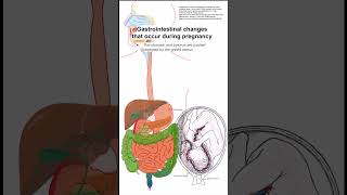 Gastrointestinal changes that occur during pregnancy [upl. by Netsirk]