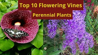 10 Best Permanent Flowering Vines🌷Top 10 Vine Flower Plants [upl. by Massarelli501]