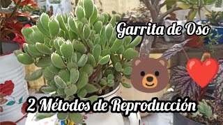 Cómo Propagar la Garrita de 🐻 Cotyledon Tomentosa 🥰❤ [upl. by Imar]