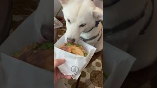 meiko的生活日記 白 しばいぬ White Shiba Inu 하얀색 시바 이누 🎂 2024年6月14日 台中 🍚 春鯉 東北水餃 肉夾饃 哈爾濱女孩 Q彈 正妹 超可愛 大口吃 讚啦 美味 [upl. by Adlemy]