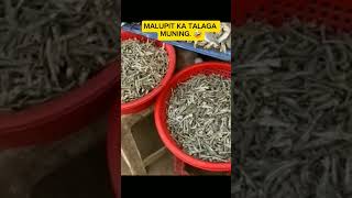 Malupit na pusa subscribers nonsubscriber topfan cat baylagalag [upl. by Idissak810]