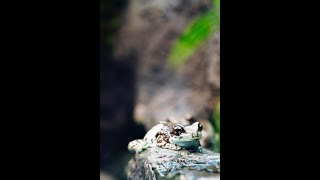 How To Care For A Gray Tree Frog [upl. by Tnecillim164]