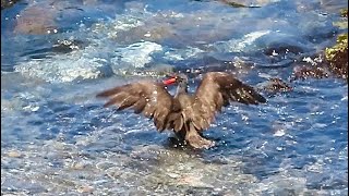 Black Oystercatcher [upl. by Olrac]