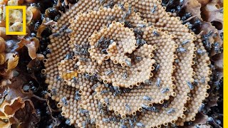 See the Unique Spiral Hives of the Australian Stingless Bee  National Geographic [upl. by Llennor889]