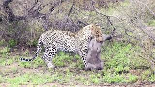 quotSHES GONNA EAT MEquot Hungry lion chases warthog  Natural World  BBC [upl. by Romola]