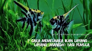 7 Cara Memelihara Ikan LayangLayang Manfish Bagi Pemula [upl. by Smalley]