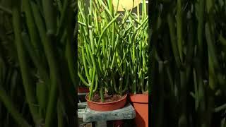 Vlog 1065 Live Plants At Ikea Store [upl. by Peri]