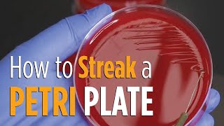 Four Quadrant Streak procedure  How to properly streak a Petri plate for isolated colonies [upl. by Nevs843]