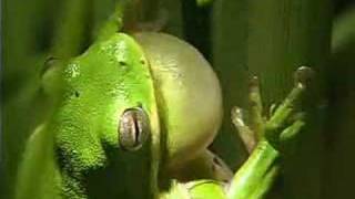 HOPE  Tree Frog DiKi Records [upl. by Pickering]