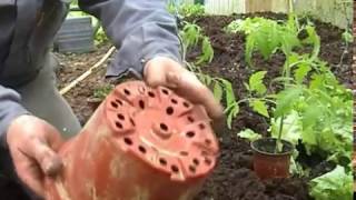 que faire en avril au jardin repiquage des pieds de tomate en serre [upl. by Sosna]