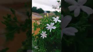 Jajimalli flowers from our native home garden [upl. by Notnyw]