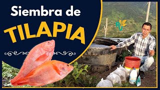 🐟 ALEVINOS de TILAPIA roja 🐟 APRENDA como cultivarlos o sembrarlos 😍 [upl. by Eidissac923]