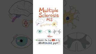 Multiple Sclerosis MS Demyelinating Autoimmune Disease  Part 2…biology science neuro anatomy [upl. by Ahsait626]