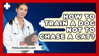 How To Train A Dog Not To Chase A Cat  PetGuide360com [upl. by Nosoj33]