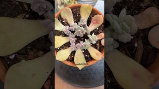 Succulent Leaf Propagation Update 🪴 succulents propagatesuculentas [upl. by Nazario226]