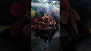 nice flowerlovely flowersshort video [upl. by Aeel]