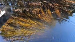 ASMR The Stunning Beauty of the New Jersey Pine Barrens in the Fall asmr pinebarrens carcamping [upl. by Georgena]