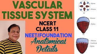 Class 11 biologyCh 6Ground and Vascular tissue systemVascular tissueSimple tissue [upl. by Riesman]